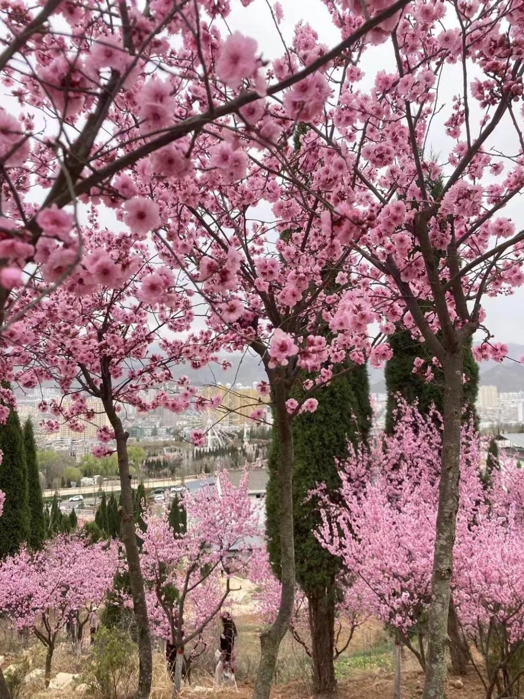 East Sacred ᴸᴱo---foreign Accept---tourism Service English-speaking 丨 Near Tiananmen Forbidden City丨very Close To Metro Zhangzizhong And Beixinqiao 丨european Foot Ball English丨free Advance Tickets And Laundry Drying Service Coffee Snacks Отель Пекин