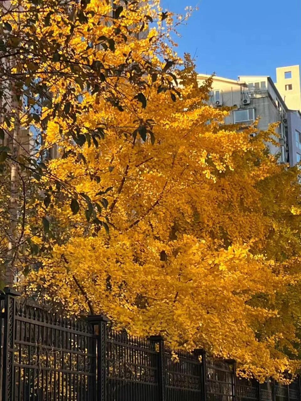 Hotel East Sacred ᴸᴱo---foreign Accept---tourism Service English-speaking 丨 Near Tiananmen Forbidden City丨very Close To Metro Zhangzizhong And Beixinqiao 丨european Foot Ball English丨free Advance Tickets And Laundry Drying Service Coffee Snacks 4*