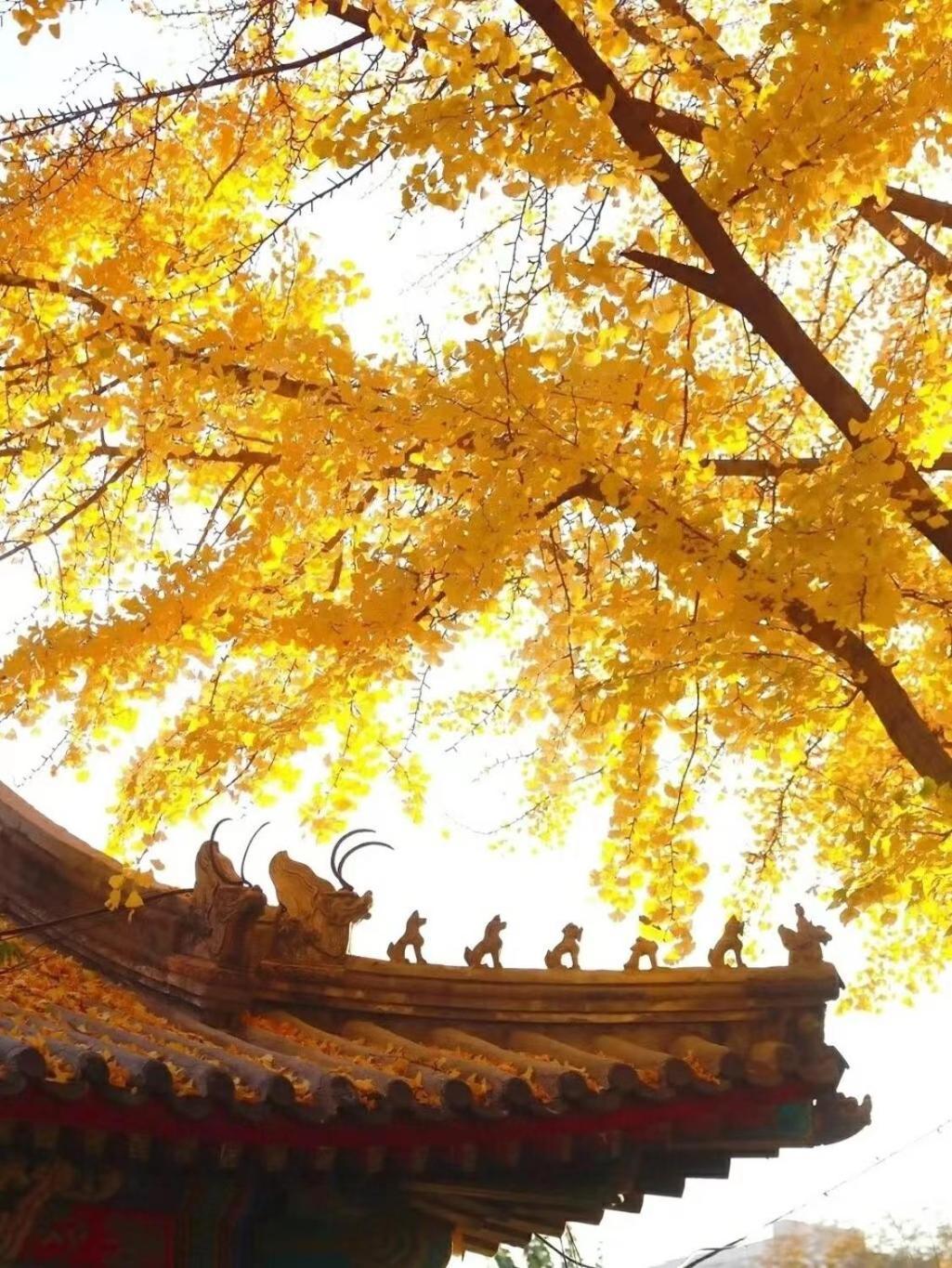 East Sacred ᴸᴱo---foreign Accept---tourism Service English-speaking 丨 Near Tiananmen Forbidden City丨very Close To Metro Zhangzizhong And Beixinqiao 丨european Foot Ball English丨free Advance Tickets And Laundry Drying Service Coffee Snacks 4*